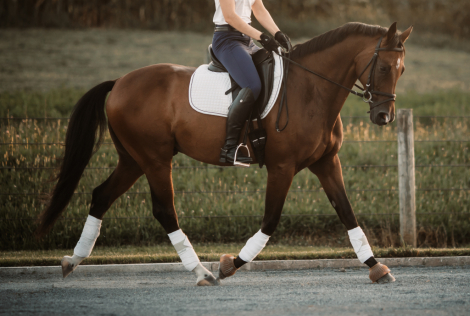 HorseID: 2318602 Absolute Dreams Salute - PhotoID: 1105697