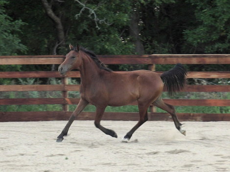 HorseID: 2318606 Daggers Sekurit Jewel - PhotoID: 1105698