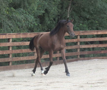 HorseID: 2318606 Daggers Sekurit Jewel - PhotoID: 1105699