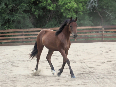 HorseID: 2318606 Daggers Sekurit Jewel - PhotoID: 1105700