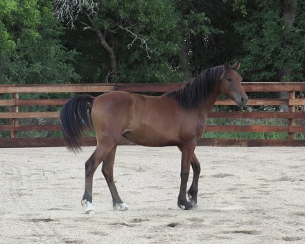 HorseID: 2318606 Daggers Sekurit Jewel - PhotoID: 1105701