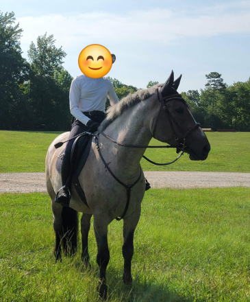 HorseID: 2318609 IPS Jackpot Bonitaz - PhotoID: 1105703
