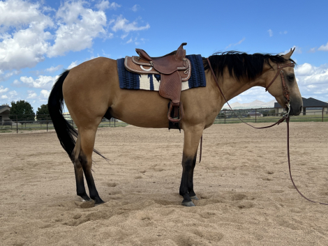HorseID: 2318616 Starlights Drago - PhotoID: 1105717