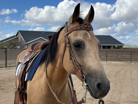 HorseID: 2318616 Starlights Drago - PhotoID: 1105718