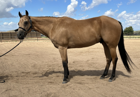 HorseID: 2318616 Starlights Drago - PhotoID: 1105719