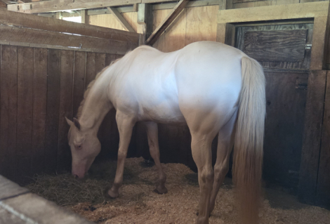 Quarter Horse (Quarter Horse, Gelding) in Glen Aubrey, NY