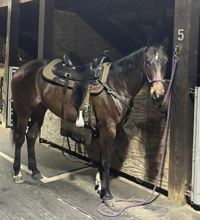 HorseID: 2318622 Gracie - PhotoID: 1105726