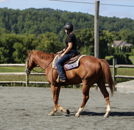 HorseID: 2318624 Austin - PhotoID: 1105729