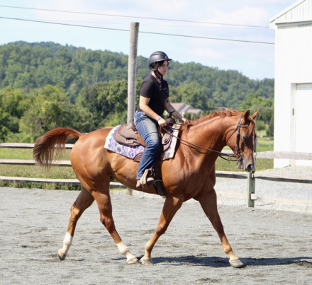 HorseID: 2318624 Austin - PhotoID: 1105730