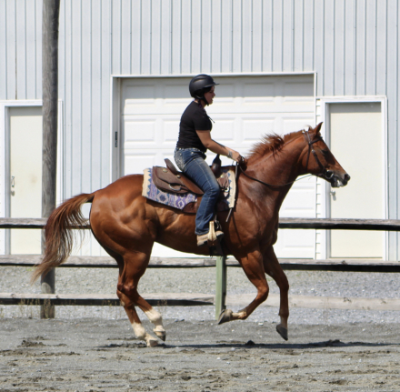 HorseID: 2318624 Austin - PhotoID: 1105731