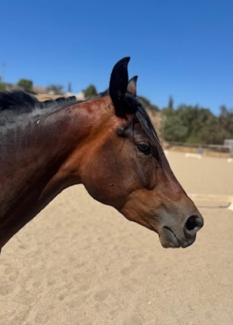 HorseID: 2318630 WTS THE LEGACY LIVES ON - PhotoID: 1105735