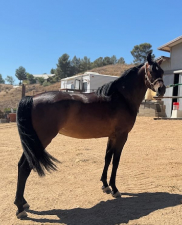 HorseID: 2318630 WTS THE LEGACY LIVES ON - PhotoID: 1105736