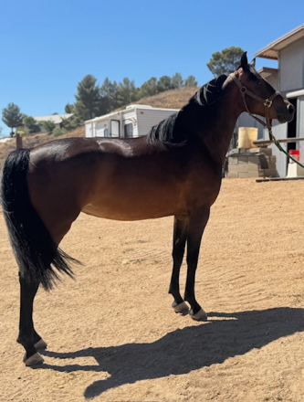 HorseID: 2318630 WTS THE LEGACY LIVES ON - PhotoID: 1105737