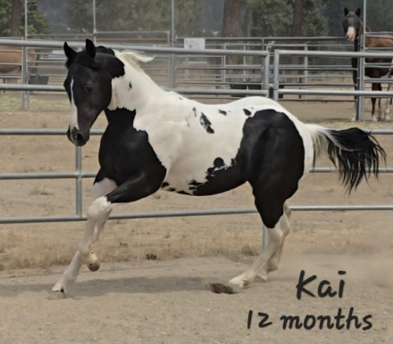 HorseID: 2318631 The Gold N Button - PhotoID: 1105738