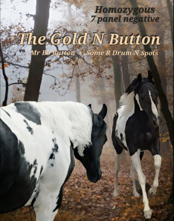 HorseID: 2318631 The Gold N Button - PhotoID: 1105739