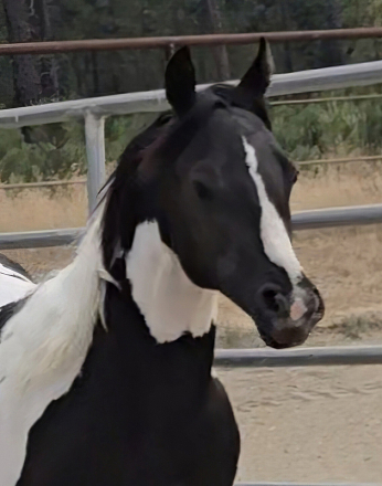 HorseID: 2318631 The Gold N Button - PhotoID: 1105740