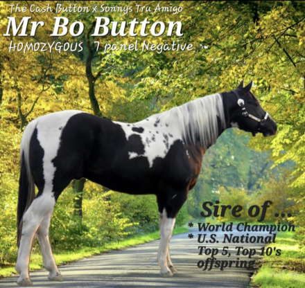HorseID: 2318631 The Gold N Button - PhotoID: 1105741