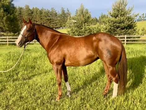 HorseID: 2318635 KG Do It For Tee - PhotoID: 1105744