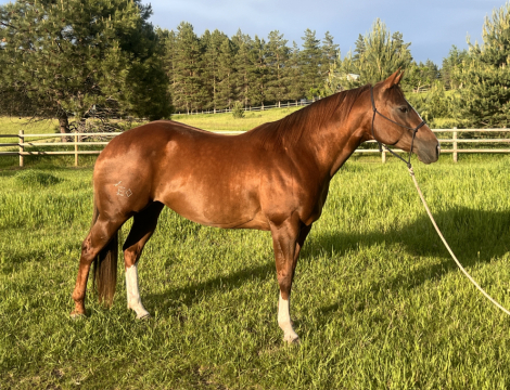 HorseID: 2318635 KG Do It For Tee - PhotoID: 1105745