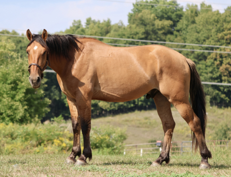 HorseID: 2318643 Kelso - PhotoID: 1105756