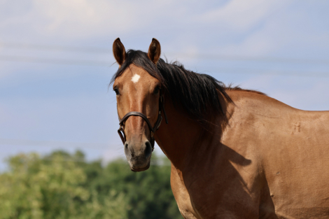HorseID: 2318643 Kelso - PhotoID: 1105757