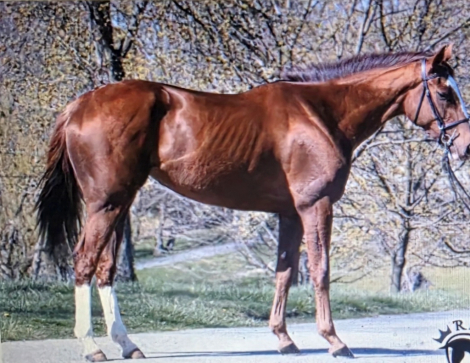 Thoroughbred (Thoroughbred, Mare) in Marlborough, NH
