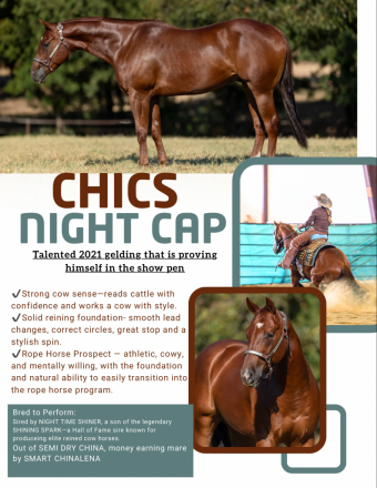 Quarter Horse (Quarter Horse, Gelding) in Marietta, OK