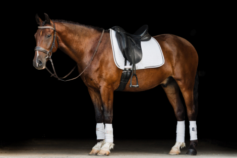 HorseID: 2318654 Chief - PhotoID: 1105769