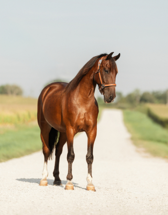 HorseID: 2318654 Chief - PhotoID: 1105770