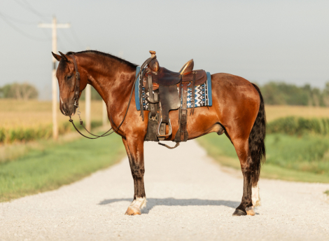 HorseID: 2318654 Chief - PhotoID: 1105771
