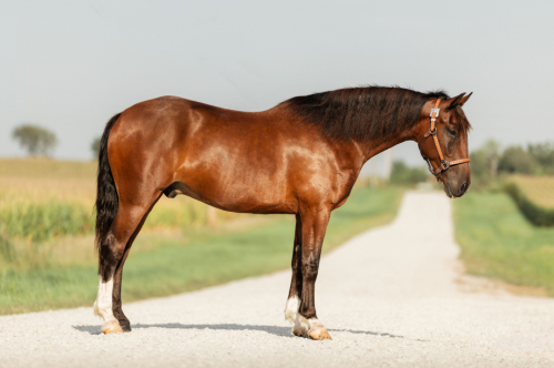 HorseID: 2318654 Chief - PhotoID: 1105772