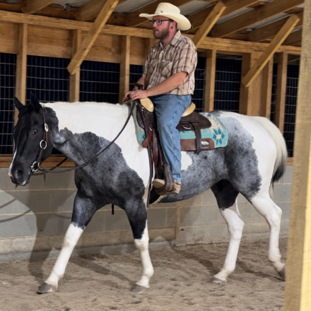 HorseID: 2318656 London - PhotoID: 1105774