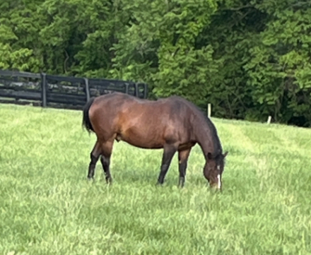 HorseID: 2318659 Kind of Tuckered - PhotoID: 1105775