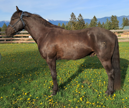 HorseID: 2318661 OGO Higuera Black Vaquero - PhotoID: 1105794