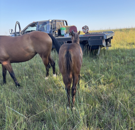 HorseID: 2318663 2026 Bay Colt - PhotoID: 1105970