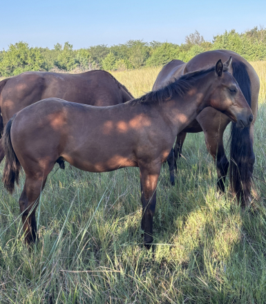 HorseID: 2318663 2026 Bay Colt - PhotoID: 1105971