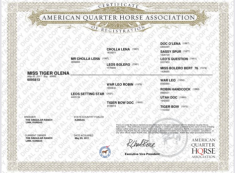 HorseID: 2318663 2026 Bay Colt - PhotoID: 1105973