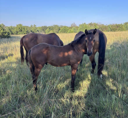 HorseID: 2318663 2026 Bay Colt - PhotoID: 1105974