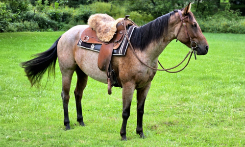 HorseID: 2318664 Oaks Peppy Petunia - PhotoID: 1105796
