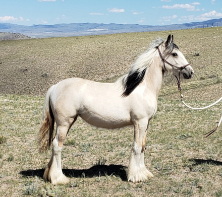 HorseID: 2318668 ATSA As You Wish Buttercup - PhotoID: 1105797
