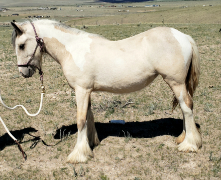HorseID: 2318668 ATSA As You Wish Buttercup - PhotoID: 1105798
