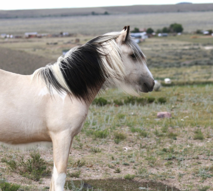 HorseID: 2318668 ATSA As You Wish Buttercup - PhotoID: 1105799