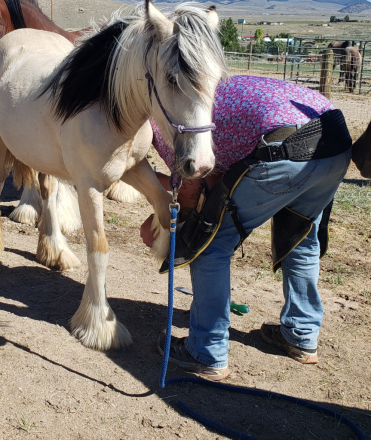 HorseID: 2318668 ATSA As You Wish Buttercup - PhotoID: 1105800
