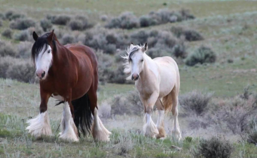 HorseID: 2318668 ATSA As You Wish Buttercup - PhotoID: 1105801