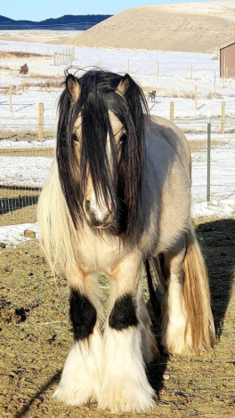 HorseID: 2318668 ATSA As You Wish Buttercup - PhotoID: 1105802
