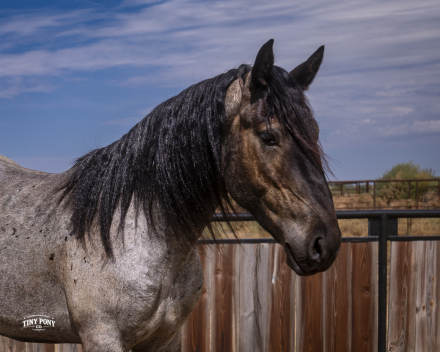 HorseID: 2318670 Blackhammer’s Baby Blue Eyes - PhotoID: 1105807