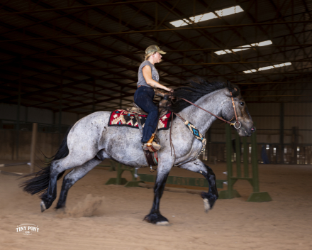 HorseID: 2318670 Blackhammer’s Baby Blue Eyes - PhotoID: 1105808