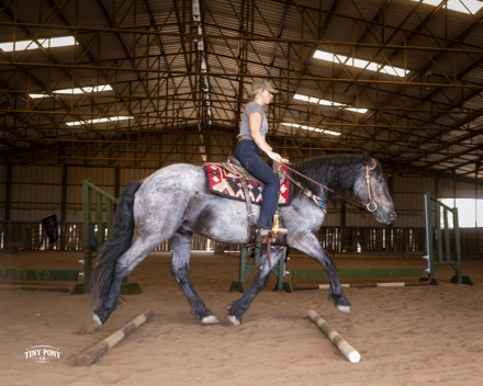 HorseID: 2318670 Blackhammer’s Baby Blue Eyes - PhotoID: 1105809