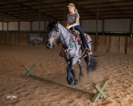 HorseID: 2318670 Blackhammer’s Baby Blue Eyes - PhotoID: 1105810