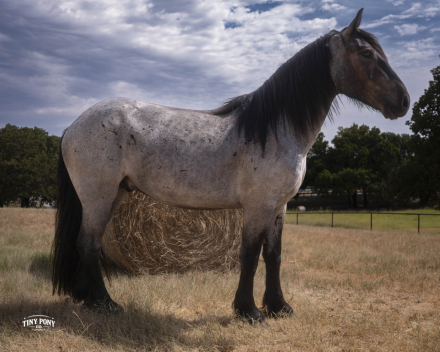 HorseID: 2318670 Blackhammer’s Baby Blue Eyes - PhotoID: 1105811